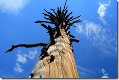 IMG_2013_08_22_2446 (500x333)