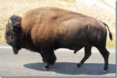 IMG_2013_08_22_2453 (500x333)